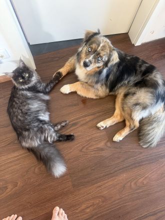 Maine Coon Kitten