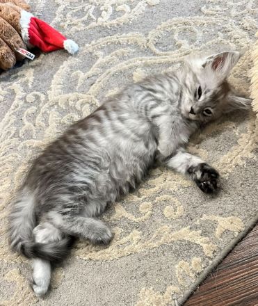 Maine Coon Kitten