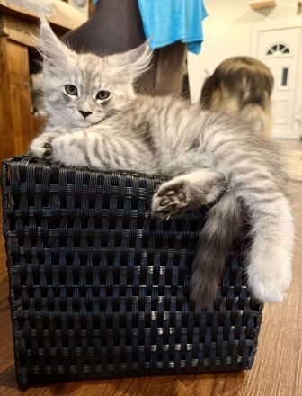 Maine Coon Kitten