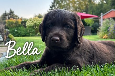Labrador Mischlingswelpen aus Hobbyzucht suchen liebevolles Zuhause