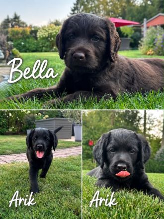 Labrador Mischlingswelpen aus Hobbyzucht suchen liebevolles Zuhause