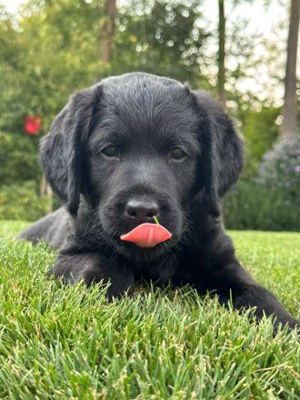 Labrador Mischlingswelpen aus Hobbyzucht suchen liebevolles Zuhause