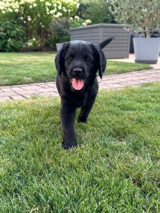 Labrador Mischlingswelpen aus Hobbyzucht suchen liebevolles Zuhause