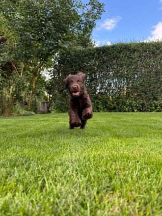 Labrador Mischlingswelpen aus Hobbyzucht suchen liebevolles Zuhause
