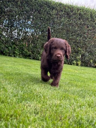 Labrador Mischlingswelpen aus Hobbyzucht suchen liebevolles Zuhause