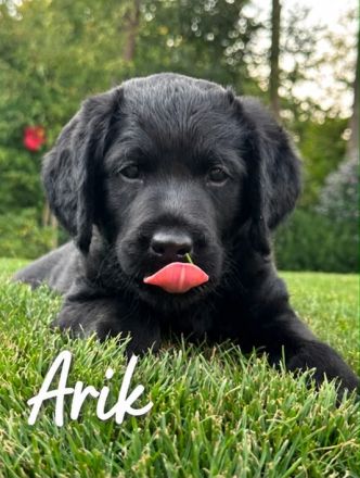 Labrador Mischlingswelpen aus Hobbyzucht suchen liebevolles Zuhause