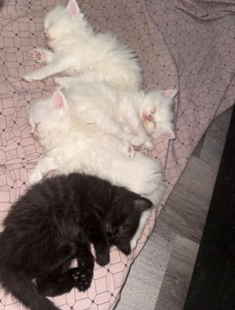 🐾❤️ 4 bezaubernde BKH/BLH Kitten suchen ihr Für-immer-Zuhause ❤️🐾