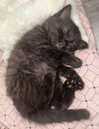 🐾❤️ 4 bezaubernde BKH/BLH Kitten suchen ihr Für-immer-Zuhause ❤️🐾