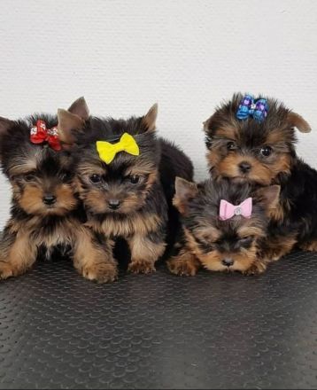 Entzückende Teacup-Yorkie-Welpen