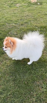 Pomeranien