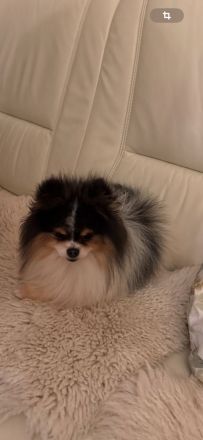 Pomeranien