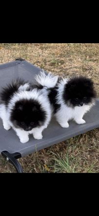 Pomeranien