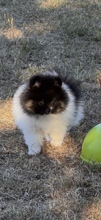 Pomeranien