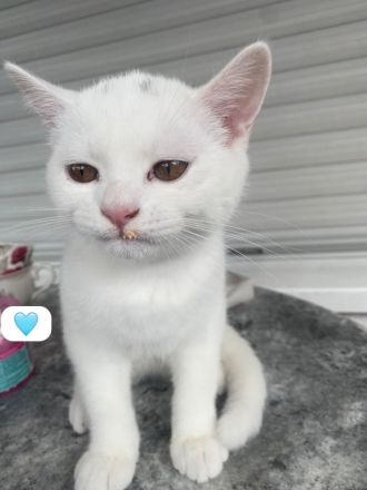 BKH kitten