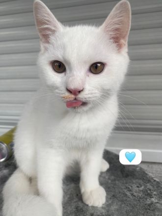 BKH kitten