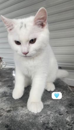 BKH kitten