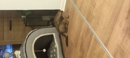 Bernhardiner Schäferhund Mix Welpen