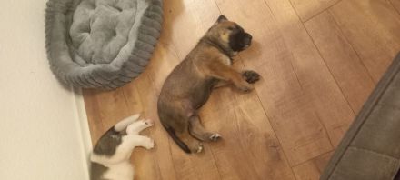Bernhardiner Schäferhund Mix Welpen