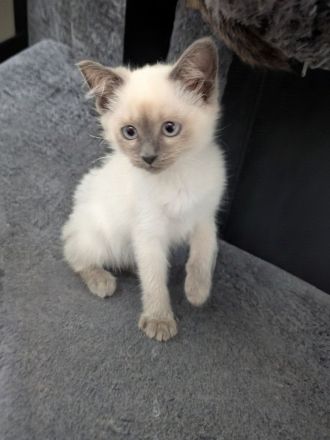 Siam Papa Heilige Birma Mama Einfach traumhaftes Kitten