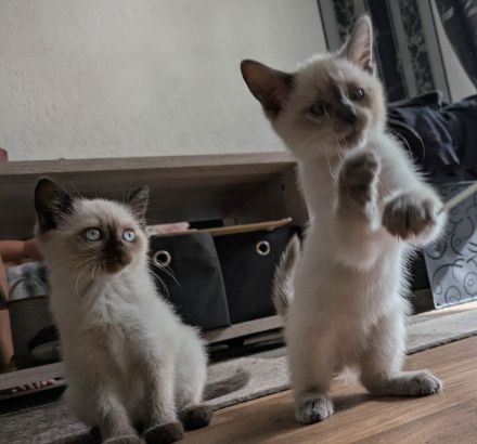 Siam Papa Heilige Birma Mama Einfach traumhaftes Kitten
