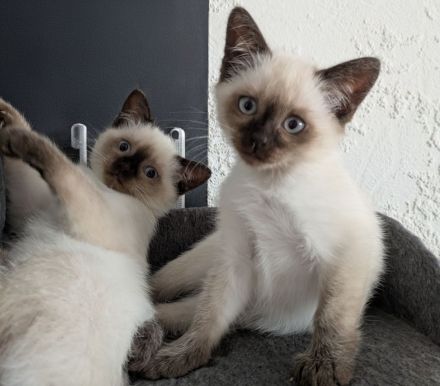 Siam Papa Heilige Birma Mama Einfach traumhaftes Kitten
