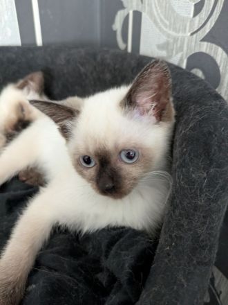 Siam Papa Heilige Birma Mama Einfach traumhaftes Kitten
