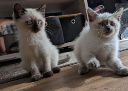 Siam Papa Heilige Birma Mama Einfach traumhaftes Kitten