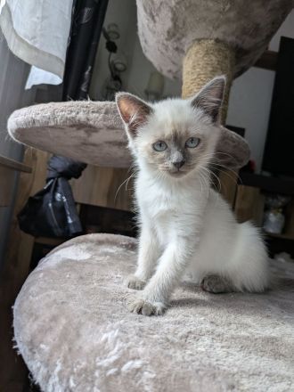 Siam Papa Heilige Birma Mama Einfach traumhaftes Kitten