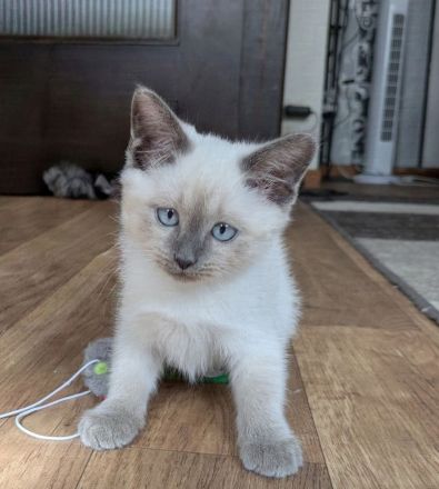 Siam Papa Heilige Birma Mama Einfach traumhaftes Kitten