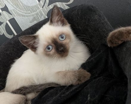 Siam Papa Heilige Birma Mama Einfach traumhaftes Kitten
