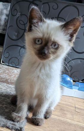 Siam Papa Heilige Birma Mama Einfach traumhaftes Kitten