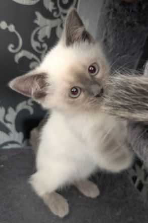 Siam Papa Heilige Birma Mama Einfach traumhaftes Kitten