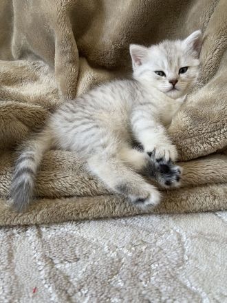 British Kurzhaar – liebevolle Katzen suchen ein neues Zuhause