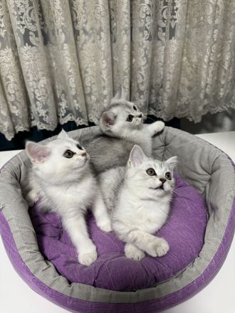 British Kurzhaar – liebevolle Katzen suchen ein neues Zuhause