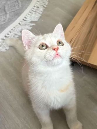 British Kurzhaar – liebevolle Katzen suchen ein neues Zuhause