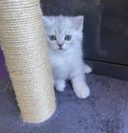 British Kurzhaar – liebevolle Katzen suchen ein neues Zuhause