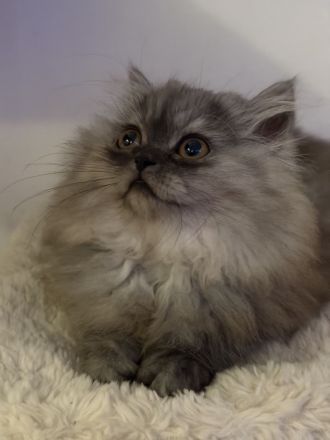 Graues Perser-Kitten Mädchen sucht liebevolles Zuhause