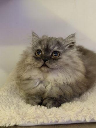 Graues Perser-Kitten Mädchen sucht liebevolles Zuhause