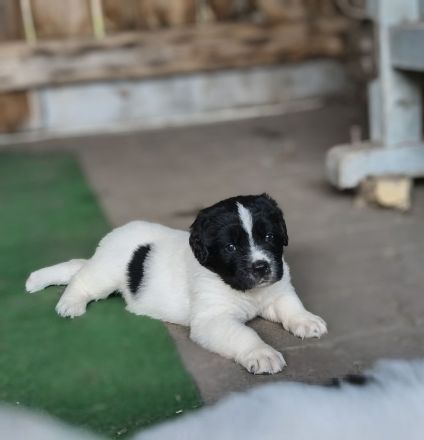Landseer Welpe