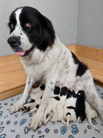 Landseer Welpe