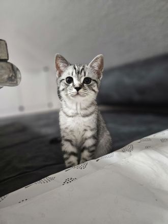 BKH - Britisch Kurzhaar Kitten