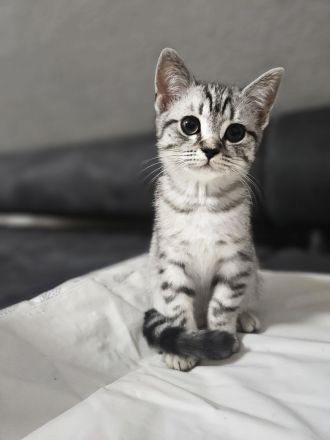 BKH - Britisch Kurzhaar Kitten