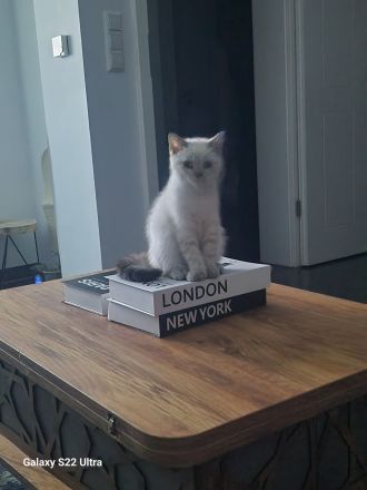 Bkh kitten weiss