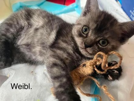 7 Wunderschöne Kitten von unserer Schönen BKH+ BLH Mix