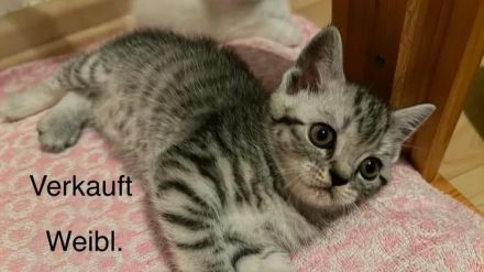 7 Wunderschöne Kitten von unserer Schönen BKH+ BLH Mix