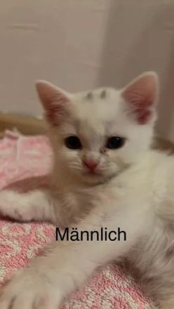 7 Wunderschöne Kitten von unserer Schönen BKH+ BLH Mix