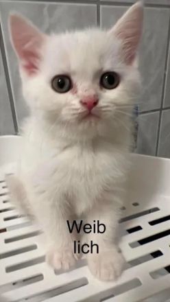 7 Wunderschöne Kitten von unserer Schönen BKH+ BLH Mix