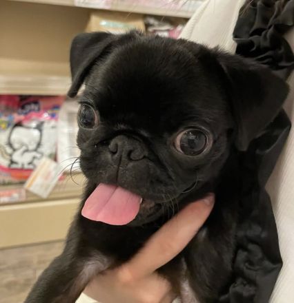 Mops-Welpe Luna