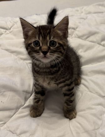 Bengal BKH Kitten 3 Kater & 1 Katze