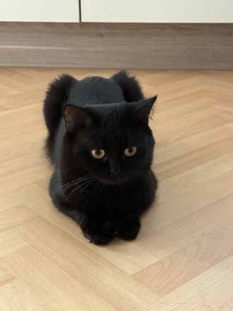 Unsere vier kleinen Bengal-BKH-Mixe suchen ein liebevolles Zuhause